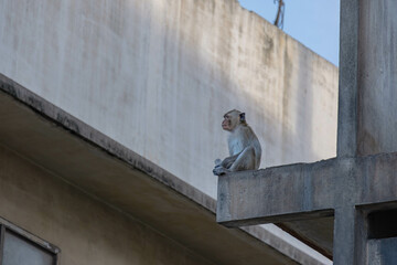 A small monkey sits on a building and looks at its surroundings. It is an image that can be used as a documentary or educational piece.