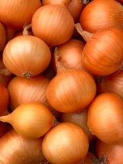 harvest organic onion. concept of organic vegetables