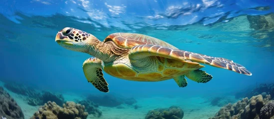 Fotobehang Rare Hawaiian sea turtle swimming in Pacific Ocean near Oahu With copyspace for text © 2rogan