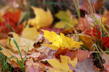 Autumn colorful maple leaves on the grass close-up. Autumn background