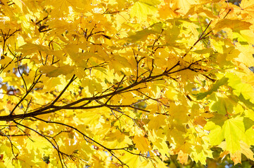 Autumn yellow maple leaves on a tree in the back rays of the sun. Autumn background