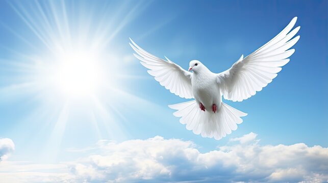 Peace dove-White dove with heart flying in blue sky background