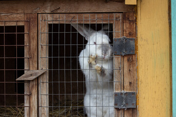 White rabbit in a cage. Cultivation of rabbits farm. 