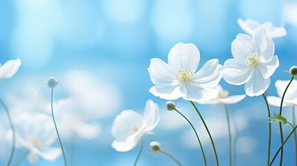 Spring forest white white flowers anemones on blue background in nature. Beautiful blue bokeh. Copyright toning.