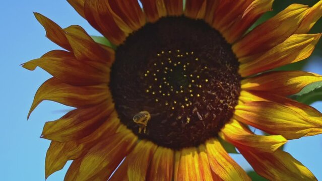 Close-up of a sunflower on which a bee sits. A large field with sunflowers that are pollinated by bees in the summer. Sunflower with golden petals. A bee sits on a flower and collects nectar.