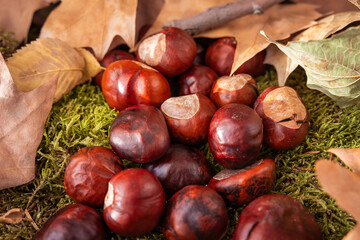 dry leaves together with chestnuts fallen from the trees on moss and wood background