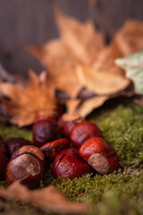 dry leaves together with chestnuts fallen from the trees on moss and wood background