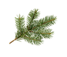 Fir branch.