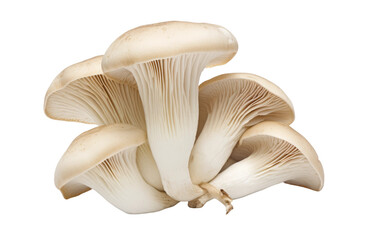 Fototapeta na wymiar Mushroom isolated on white background