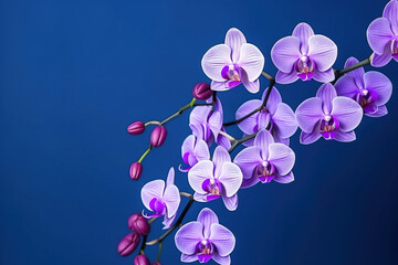 Naklejka premium orchids with solid color background and epmty copy Space