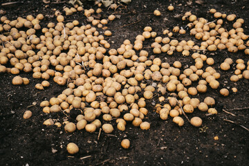 The dug up potatoes lie on the ground.