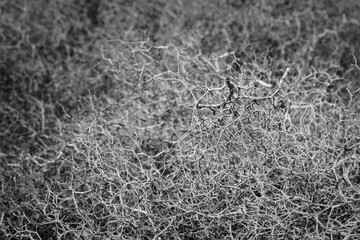 Black and white abstract pattern created by the desert plants in Maspalomas, Gran Canaria, Spain