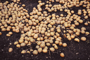 The dug up potatoes lie on the ground.