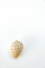 Small sea shells, on a white background. Summer and vacation design elements, top view, flat lay.