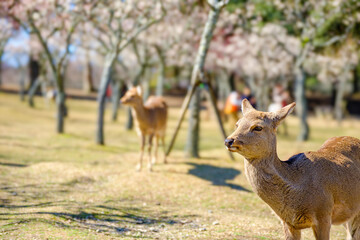 【奈良県】奈良公園の鹿