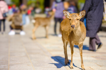 【奈良県】奈良公園の鹿