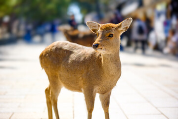 【奈良県】奈良公園の鹿 - obrazy, fototapety, plakaty