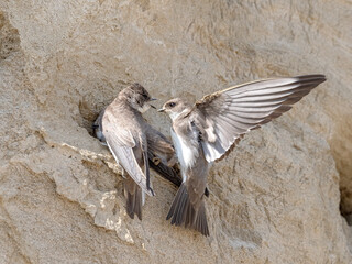 Sand Martin displaying at nest site