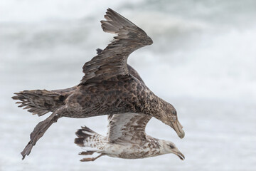 Southern Giant Petrel flying into wind
