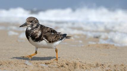 Turnstone running away from the oncoming wave