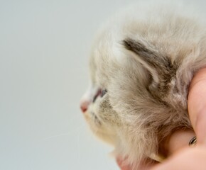 Neva masquerade kitten on a white background. Profile 4 weeks