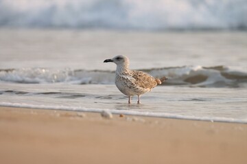 Seagull on the beach. Bird background. White bird.