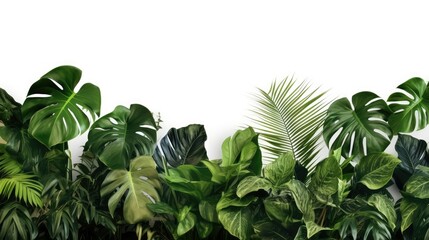 green leaves of the bush monster palm Rubber factory. Pine trees. Bird's nest ferns. Indoor flower arrangements. Nature park. Isolated background on white background.