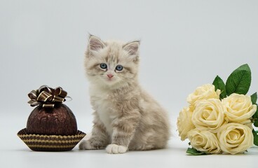 Kitten with white roses and chocolate