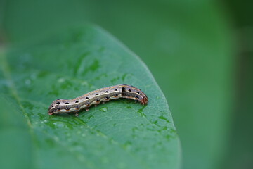 fall armyworm found in agricultural fields.