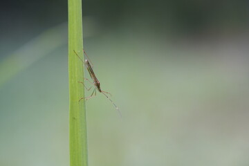 Leptocorisa oratorius found in agricultural fields.