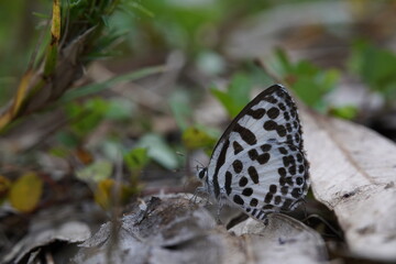 Tajuria maculata found in the wild.