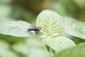 Flies caught on green leaves.