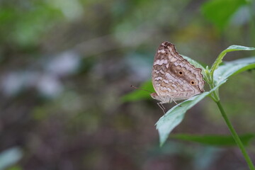 Zizina otis is found in forests and grasslands.