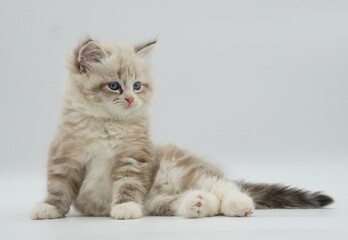 Neva masquerade kitten on a white background