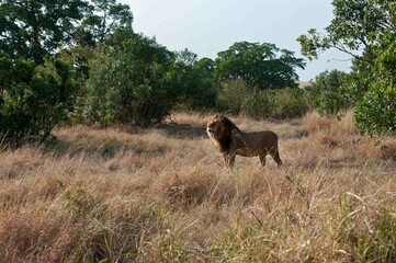 Male lions in the Masai Mara savannah