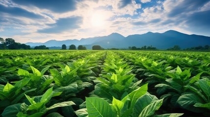 A tobacco farmer stands in the middle of a tobacco field.