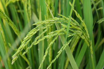Fototapeta na wymiar Rice plants in the rice fields are starting to turn yellow