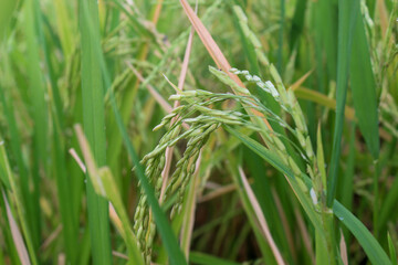 Rice plants in the rice fields are starting to turn yellow