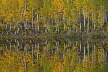 Autumn landscape of the shoreline of Cushman Lake with mirrored reflections of aspens in calm water, San Juan Mountains, Colorado, USA