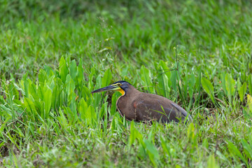 Bare-throated tiger heron (Tigrisoma mexicanum) is a wading bird of the heron family, Ardeidae. River Rio Bebedero, Palo Verde National park Wildlife Reserve, Costa Rica wildlife