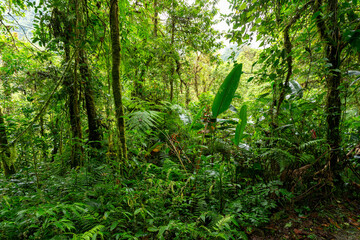 Jungle landscape. Rain forest in Tapanti national park, traditional misty cloudy weather. Green natural background. Costa Rica wilderness