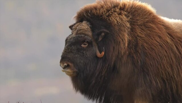 Musk oxen in Dovre national park in Norway .Footage taken in September 2023