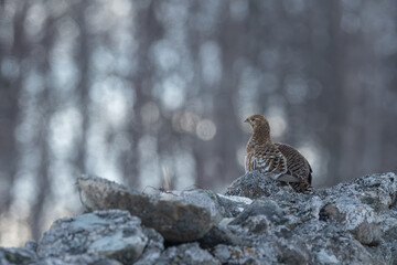 Female Black grouse