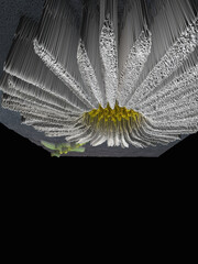 traditional daisy and stem white and yellow gold center on a plain grey background 3D exploding