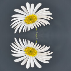 traditional daisy and stem white and yellow gold center on a plain grey background