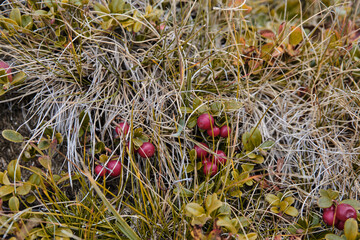 Ripe lingonberry berries
person plucks ripe lingonberry berries from a bush