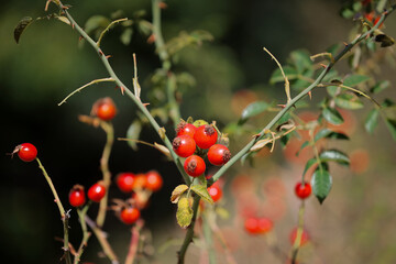Ripe fruits of Rosa Canina. Red berries of the dwarf-phanerophyte plant, that is, a woody plant...