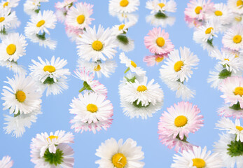 Summer flowers. Daisies and romance. Nature and naturalness.