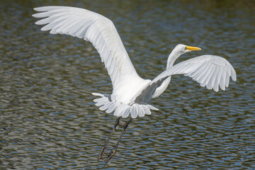 Flying Egret