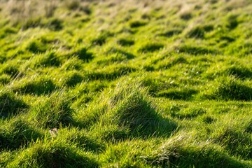 ranch farming landscape, with rolling hills and cows in fields, in Australia. Beautiful green grass